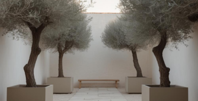 A minimalist outdoor courtyard featuring a stone paver pathway flanked by four mature olive trees in large square planters, set against white stucco walls with a simple wooden bench at the far end.